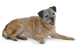 dog photography Ferdy the border terrier
