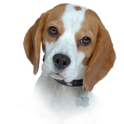head shot of a beagle