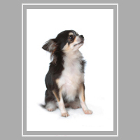 pet portrait chihuahua