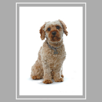 pet portrait of cockadoodle