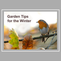 robin perched on branch